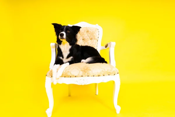 Border Collie Σκύλος Ετών Στέκεται Απέναντι Κίτρινο Και Κόκκινο Φόντο — Φωτογραφία Αρχείου