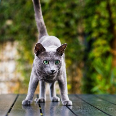 Güzel yerli gri ya da mavi İngiliz kısa saç kedisi Ahşap arka planda mavi yeşil gözlü