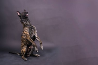 Kahverengi köpek çobanı komutayı koyu kırmızı arka planda yürütür.