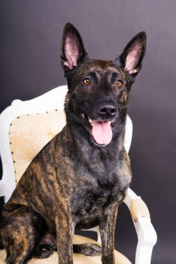 Kahverengi köpek çobanı komutayı koyu kırmızı arka planda yürütür.