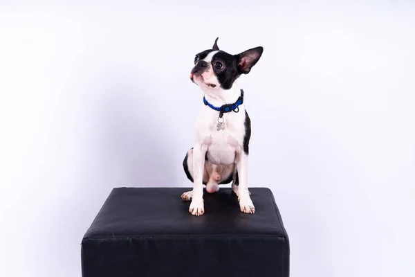 Boston Terrier dog posing in a studio, white and dark background