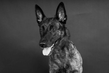 Komik köpek oyunları, mutlu Hollandalı çoban köpeği sarı, kırmızı, koyu arkaplan.