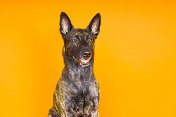 Lustige Welpenspiele Fröhlicher Holländischer Schäferhund Auf Gelbem Rotem Dunklem Hintergrund — Stockfoto