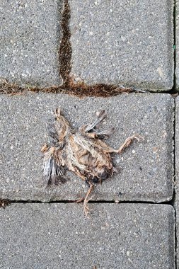 Asla uçamayacak yavru kuş. Yuvadan düşmüş çok genç bir yavru. Kaldırımda ölmüş..