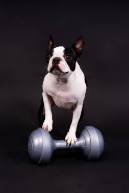 Siyah arka planda izole edilmiş halterli Boston Teriyer köpeği.