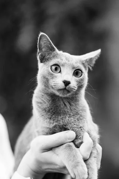Rosyjski Niebieski Kot Portret Podczas Głaskania Ręką — Zdjęcie stockowe