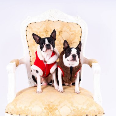 Boston Terrier köpeği stüdyoda eski bir koltukta oturuyor..