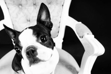Boston Terrier köpeği stüdyoda eski bir koltukta oturuyor..