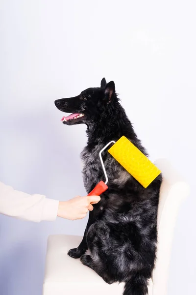 Man Painting His Dog Doing Renovation Work Room Good Relationship — Stockfoto
