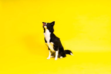 Collie Border 'ın yakın çekimi, 1,5 yaşında, kırmızı ve sarı arka plana bakan bir kameraya bakıyor.