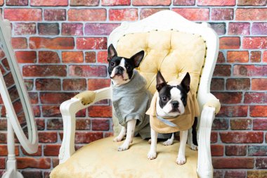 Stüdyoda poz veren iki Boston Terrier köpeği, beyaz ve koyu arkaplan