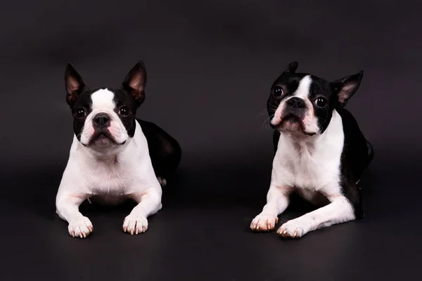 Två Boston Terrier Hund Poserar Studio Vit Och Mörk Bakgrund — Stockfoto