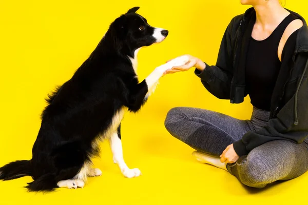 白人女性が国境のコリー犬を訓練する 人間と動物の関係の概念 — ストック写真