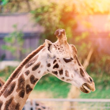 Doğa ve hayvanat bahçesindeki bir zürafa camelopardalis 'in yakın portresi
