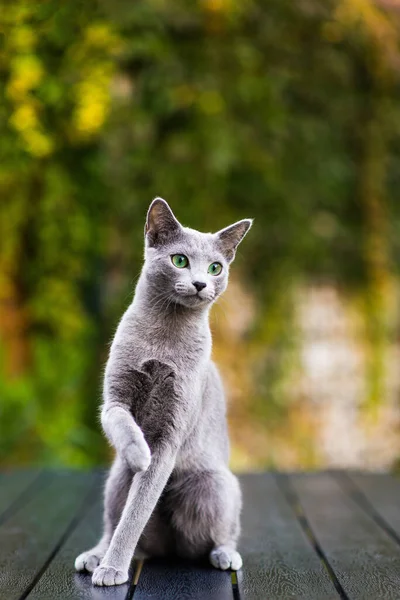 Beautiful domestic gray or blue British short hair cat with blue green eyes on wooden background