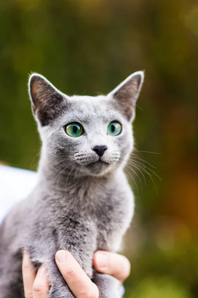 Beautiful Domestic Gray Blue British Short Hair Cat Blue Green — Stock Photo, Image