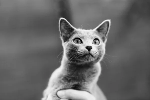 แมวผมส เทาหร สวยงามในประเทศอ งกฤษท ตาส ยวบนพ นหล งไม — ภาพถ่ายสต็อก