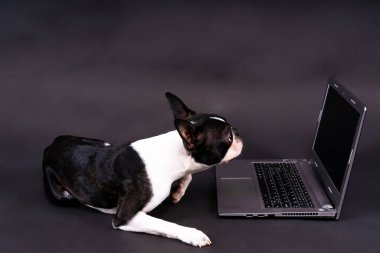 Komik küçük köpek dizüstü bilgisayarın önünde yatıyor ve bir stüdyoya ilgi ile bakıyor.