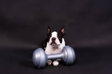 Akıllı köpek yavrusu, Boston teriyeri ve spor malzemeleri. Spor, spor, vücut geliştirme konsepti.