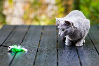 Gümüş kremalı Rus mavi kedisi ahşap masada tüy oyuncağıyla oynuyor