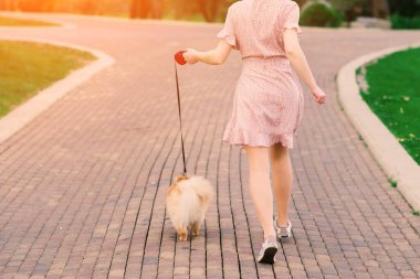 Çiçek açan bir ağacın arka planında köpeği olan mavi maskeli güzel bir kadın. Koronavirüs salgını.