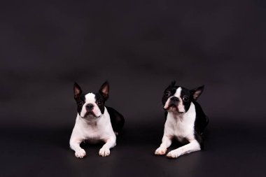 Stüdyoda poz veren iki Boston Terrier köpeği, beyaz ve koyu arkaplan