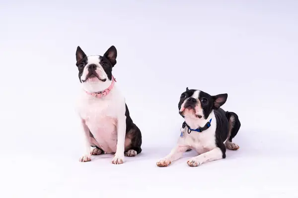 Two boston terrier dog posing in a studio, white and dark background