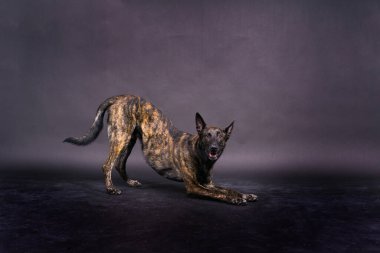 Hollanda çoban köpeği köpek portresi yakın plan, karanlık arka plan