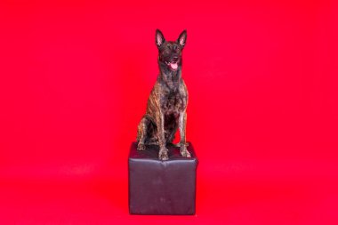 Hollanda çoban köpeği köpek portresi yakın plan, karanlık arka plan