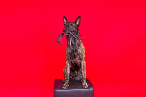 Dutch shepherd dog and leash in teeth, studio shot