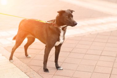 Hayvan portresi. Şehir sokaklarında siyah kırma köpek var.