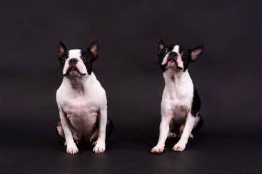 Stüdyoda poz veren iki Boston Terrier köpeği, beyaz ve koyu arkaplan