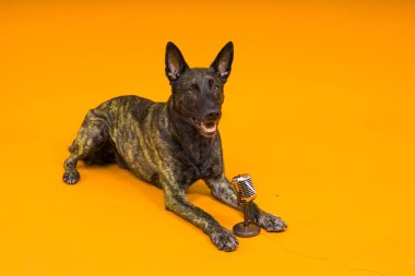 Kırmızı ve sarı arka planda mikrofonu olan Hollandalı çoban köpeği.
