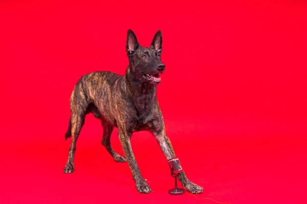 Dutch shepherd dog with microphone on a red and yellow background