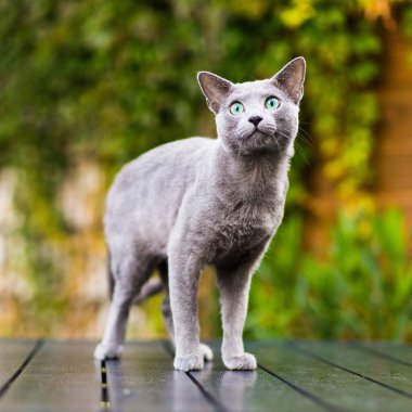Dışarıdaki masada oynayan İngiliz kedisi. Bakış, ev hayvanı, sağlıklı yaşam tarzı konsepti.