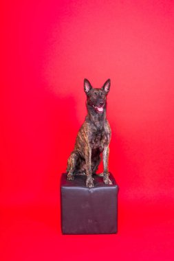 Hollanda çoban köpeği koyu sarı arka planda tek başına oturuyor.