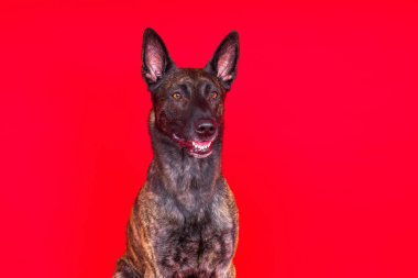 Hollanda çoban köpeği koyu sarı arka planda tek başına oturuyor.