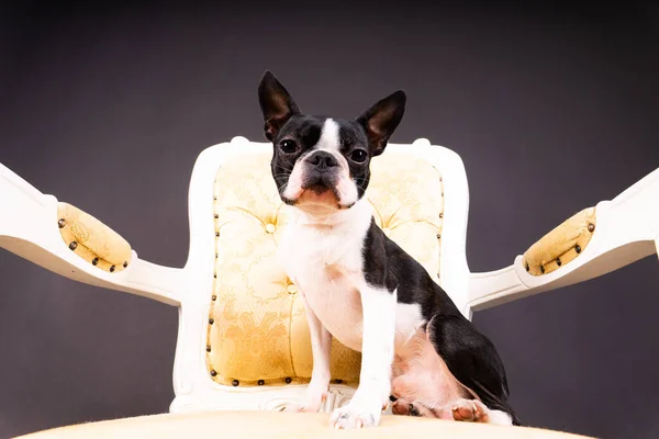 Boston Terrier dog sitting on an ancient arm chair in a studio.