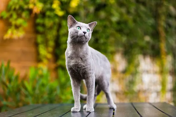 Beautiful domestic gray or blue British short hair cat with blue green eyes on wooden background