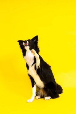 Genç Siyah ve Beyaz Border Collie oturuyor ve kameraya bakıyor.
