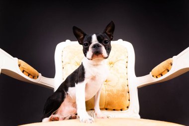 Beyaz siyah arka planda bir köpek portresi. Dikkat Boston Teriyeri