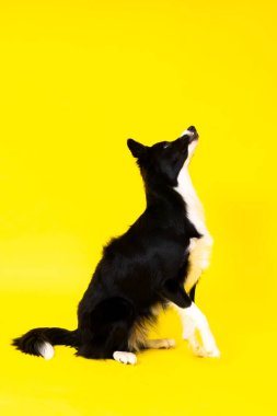Collie Border 'ın yakın çekimi, 1,5 yaşında, kırmızı ve sarı arka plana bakan bir kameraya bakıyor.