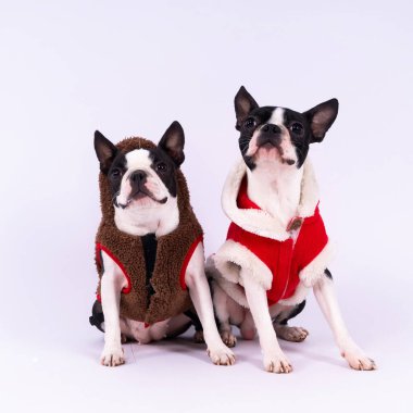 Stüdyoda poz veren iki Boston Terrier köpeği, beyaz ve koyu arkaplan