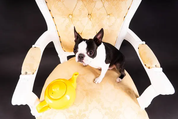 stock image A beautiful little dog of Boston terrier sits on wooden chair next to a teapot and looks away.