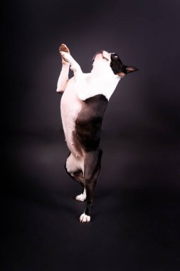 Beyaz tuğlalı siyah bir arka planda oturan Boston Terrier 'in stüdyo fotoğrafı..
