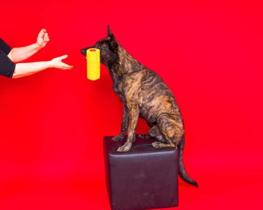 Köpek Dutch Shepherd kırmızı bir odada boya silindiriyle oynuyor. Yenileme konsepti