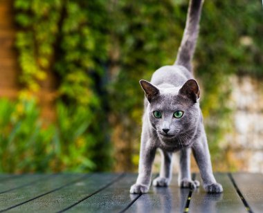 Yakından saldırmadan önce kedi yüzlü bir av kedisi. Evde oynayan komik bir evcil kedinin portresi. Birmanyalı mutlu bir kedinin zıplamaya hazırlandığı bakışı, geri atlamak isteyen neşeli bir evcil hayvanın gözleri..