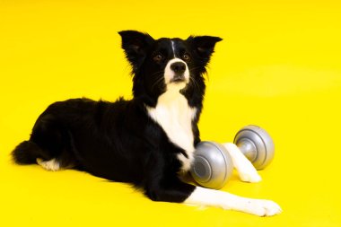 Sarı arka planda dambılı bir çoban köpeği.