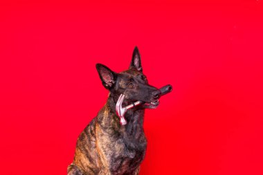 Çekiçli şirin bir köpek. Kırmızı sarı bir arka planda izole edilmiş. Hollandalı Çoban