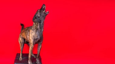 Hollanda çoban köpeği koyu sarı arka planda tek başına oturuyor.